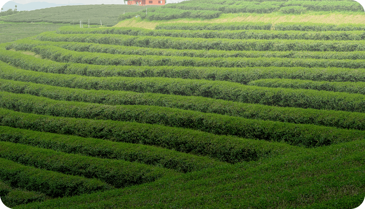 Verdant Background